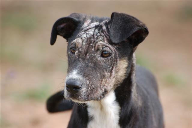 Canines cash can donations