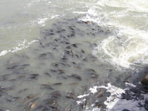 Minister backs VFA on carp cull