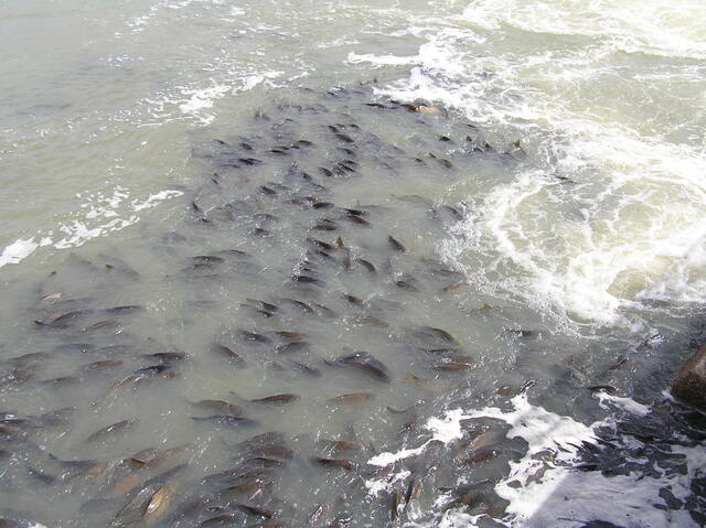 Minister backs VFA on carp cull