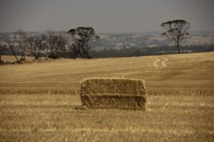 Hay danger through cooler conditions