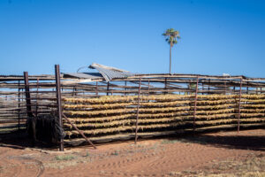 Producers still tallying cost