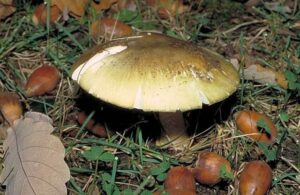 Mushroom warning for Victorians