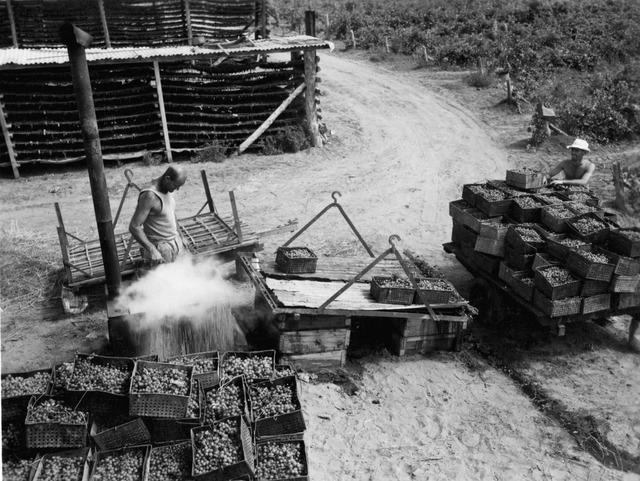 Harvest history at Red Cliffs