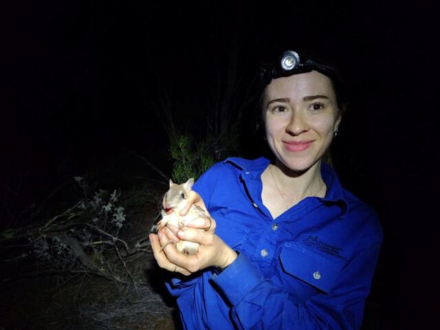 Bandicoots make triumphant return