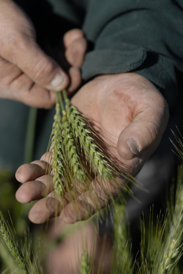 Reduced winter wheat crop forecast