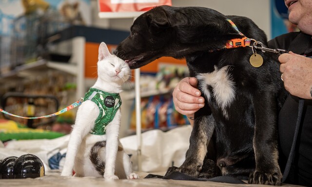 Help local rescues find forever homes
