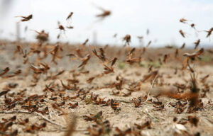 Locust activity concern