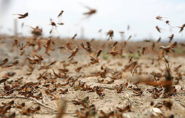 Locust activity concern