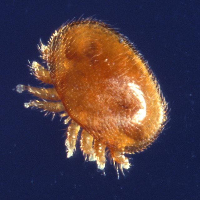 Varroa mite resistance in Victoria